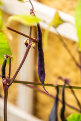 Phaseolus vulgaris pertenece a la familia Fabaceae.