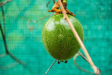 Passiflora edulis pertenece a la familia Passifloraceae.