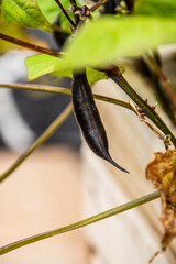 Phaseolus vulgaris pertenece a la familia Fabaceae.