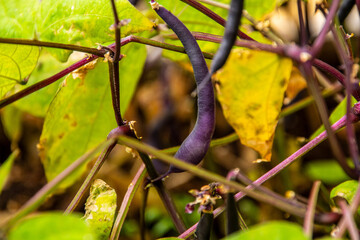 Phaseolus vulgaris pertenece a la familia Fabaceae.