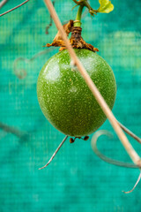 Passiflora edulis pertenece a la familia Passifloraceae.