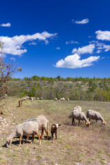Flock of sheep grazing in Provence pasture land
