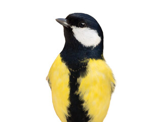 Portrait of a male tit isolated on a white background © fotomaster