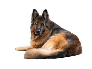  old german shepherd isolated on white background