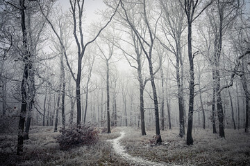 Fototapeta premium Frosty Winter Forest Path. Landscape with nature.