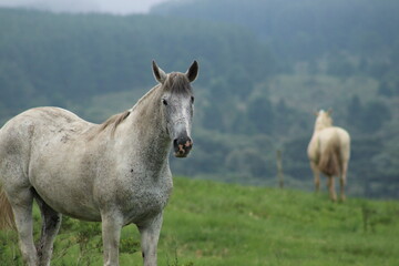 Obraz premium Horse in Countryside