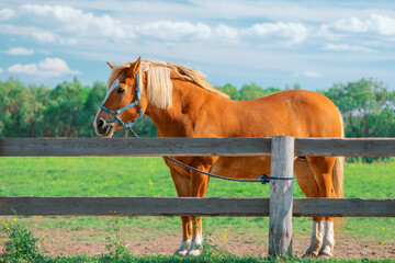 Chestnut horse in a blue halter is tied to a wooden fence with a lead rope, side view