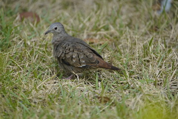 The plain-breasted ground dove (Columbina minuta) is a species of bird in the family Columbidae. Fortaleza - Cear&aacute;, Brazil.