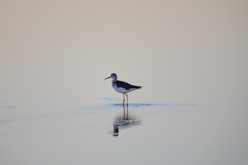 yellowlegs in the water