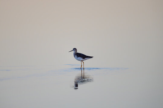 yellowlegs in the water