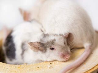 Close-up of a cute white pet mouse with red eyes, veterinary, laboratory research, pet care, natural history, charming animal portrait.