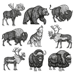 Striking collection of wild northern animals detailed black and white illustrations of moose, grizzly bear, bison, wolf, caribou, and muskox
