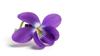 Obraz premium Purple violet flower bloom, fresh viola blossom isolated on white background