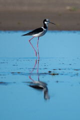 Black-necked Stilt in the water