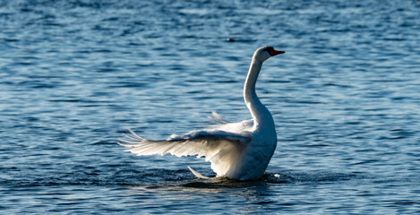 Obraz premium Bird sitting on the branch of the tree