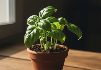 Green basil leaves growing at home in clay pot 
