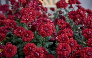 A vibrant cluster of red flowers in full bloom, captured in a close-up view