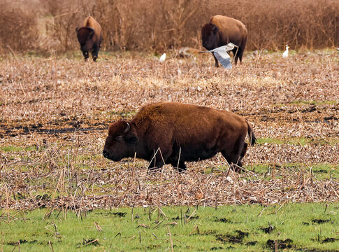 Once in a Lifetime Great Blue Heron with Snake Flies Through Bison Buffalo Herd