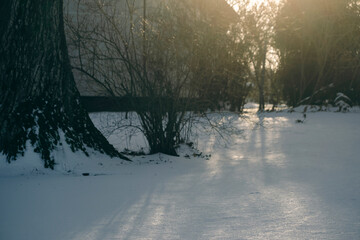 sunlight on snow through trees and branches. Big oak trunk and house wall.
