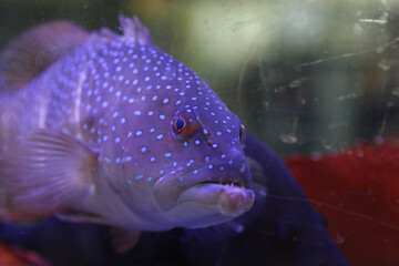 tropical fish in aquarium