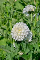 white dahlia Grand Phayenne surrounded by lots of green leaves