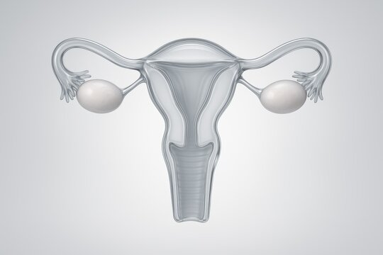 Female Reproductive System: A detailed, clear illustration of the female reproductive system. It is a symbol of both biology and woman's health.