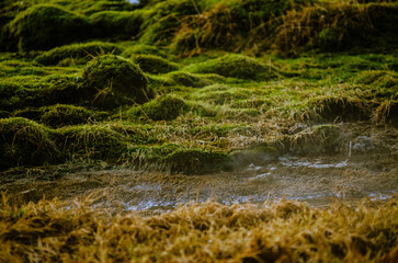 Fototapeta premium Landscape photo with multiple textures of Icelandic Moss and Geothermal Pool on Icelandics Golden Circle.
