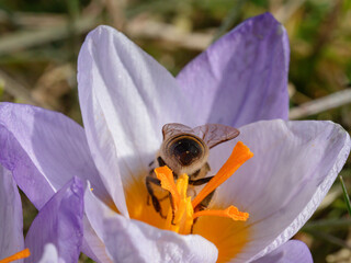 Biene R&uuml;ckansicht auf Krokus Bl&uuml;te