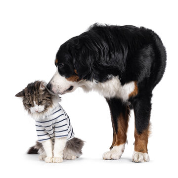 Berner Sennen aka Bernese mountain dog sniffing senior NFO cat wearing shirt. Isolated on a white background.