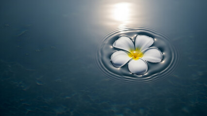 Pure white plumeria floating on dark blue water, sunlit. Ideal for spa marketing, wellness branding, luxury resort promotions, wedding stationery, or serene home decor designs.