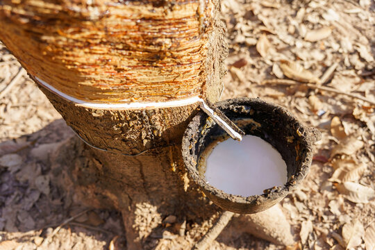 rubber latex dripping from tapped rubber tree