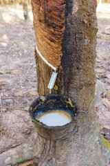 rubber latex dripping from tapped rubber tree