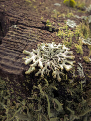 Wild Mushrooms And Moss On Autumn Forest Floor