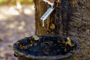 rubber latex dripping from tapped rubber tree