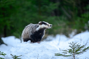 European badger (Meles meles) is a species of badger in the family Mustelidae and is native to almost all of Europe, photo with reflection on a frozen lake.  © Miroslav Srb