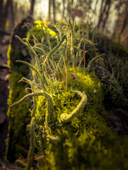 Wild Mushrooms And Moss On Autumn Forest Floor