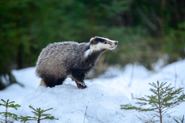 European badger (Meles meles) is a species of badger in the family Mustelidae and is native to almost all of Europe, photo with reflection on a frozen lake. © Miroslav Srb