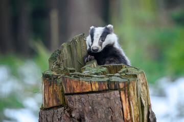 European badger (Meles meles) is a species of badger in the family Mustelidae and is native to almost all of Europe, photo from the winter snowy forest. © Miroslav Srb