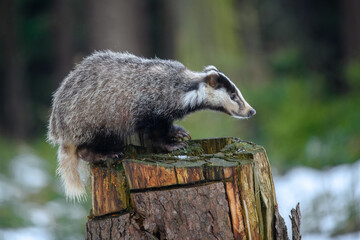 European badger (Meles meles) is a species of badger in the family Mustelidae and is native to almost all of Europe, photo with reflection on a frozen lake.  © Miroslav Srb