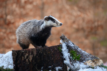 European badger (Meles meles) is a species of badger in the family Mustelidae and is native to almost all of Europe, photo from the winter snowy forest. © Miroslav Srb