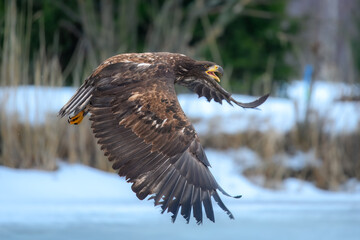 White-tailed eagle (Haliaeetus albicilla) in flight over a snowy landscape. This raptor is known for its broad wings, which it holds rather flat when gliding, not slightly raised like the golden eagle