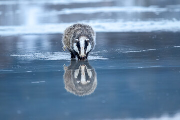 European badger (Meles meles) is a species of badger in the family Mustelidae and is native to almost all of Europe, photo with reflection on a frozen lake. © Miroslav Srb