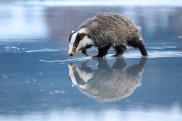 European badger (Meles meles) is a species of badger in the family Mustelidae and is native to almost all of Europe, photo with reflection on a frozen lake. © Miroslav Srb