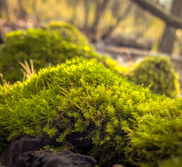 Wild Mushrooms And Moss On Autumn Forest Floor