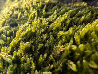 Wild Mushrooms And Moss On Autumn Forest Floor