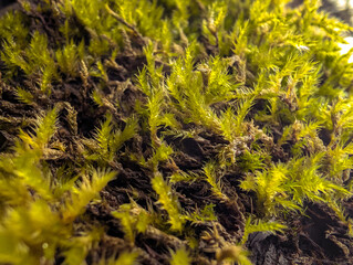 Wild Mushrooms And Moss On Autumn Forest Floor