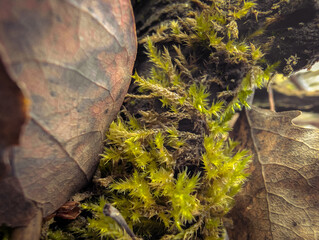 Wild Mushrooms And Moss On Autumn Forest Floor