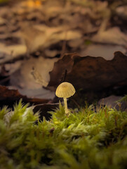 Wild Mushrooms Growing In Green Moss And Autumn Leaves