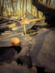 Wild Mushrooms Growing In Green Moss And Autumn Leaves