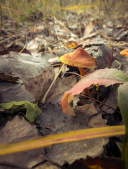 Wild Mushrooms Growing In Green Moss And Autumn Leaves